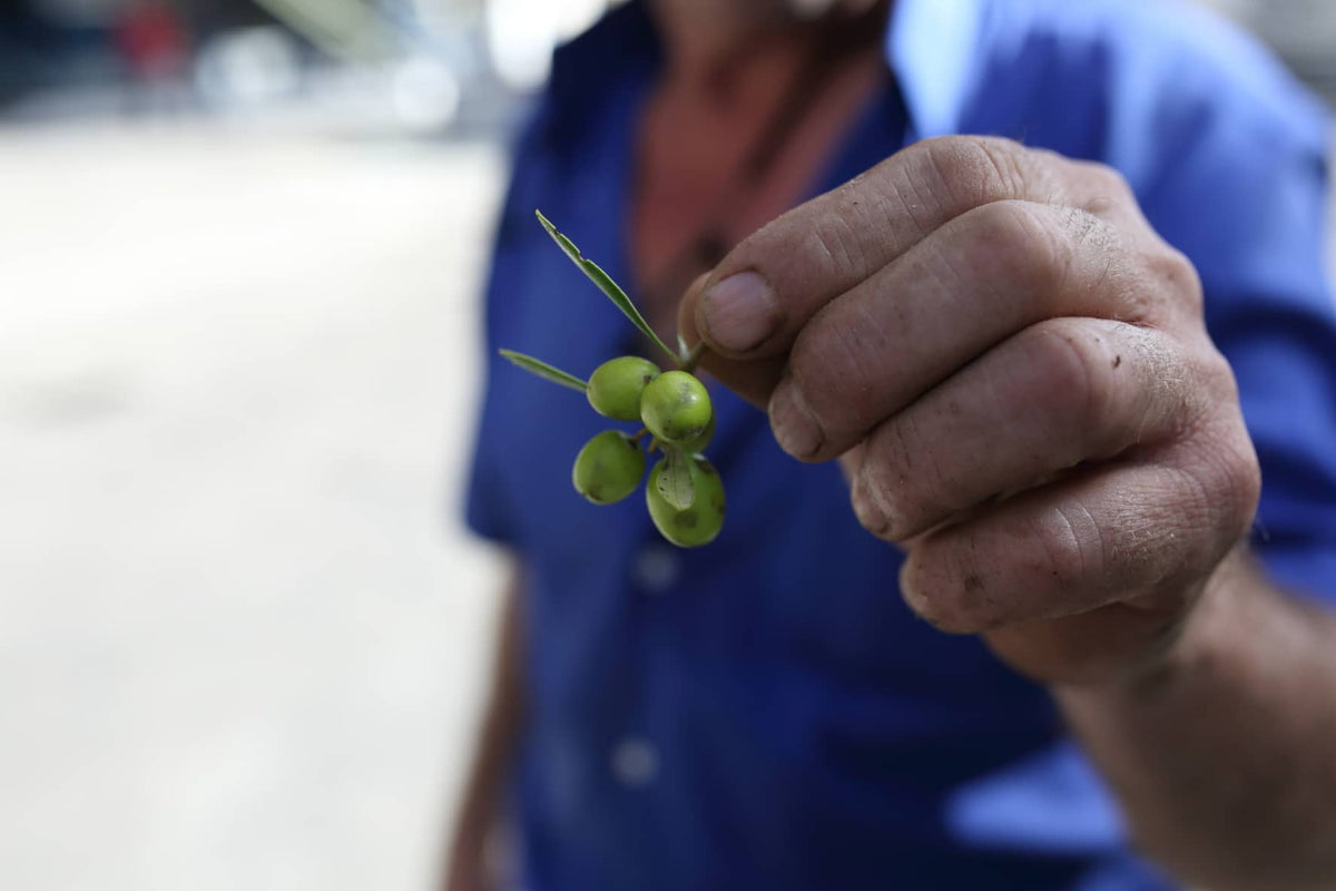 Cosecha de aceituna para Aceite Supremo